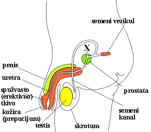 muški polni organ