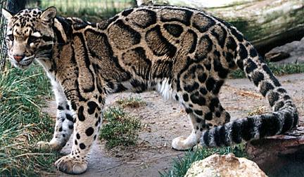 prugasti leopard