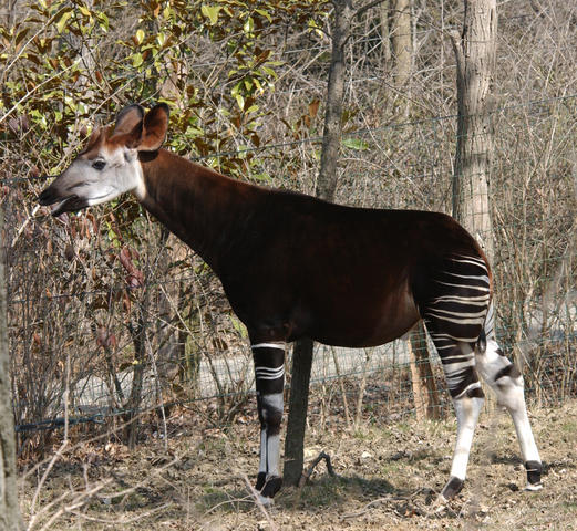 undefined Okapi