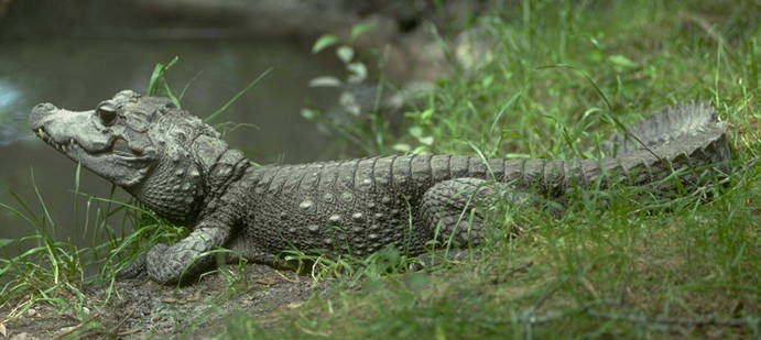 patuljasti krokodil