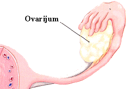 ovarijum