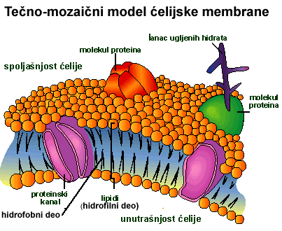 plazmamembrana