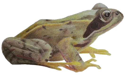 obična evropska žaba