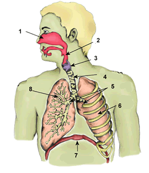 respiratorni sistem