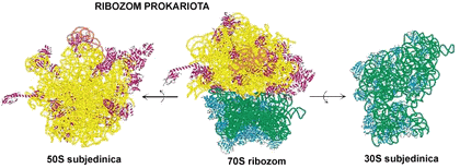 ribozomi prokariota