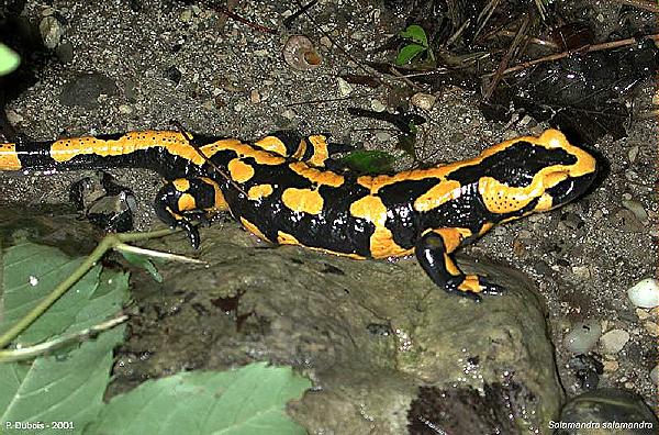 vatreni salamander