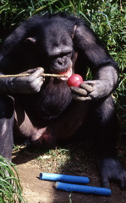 šimpanza