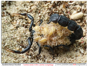 mladunci skorpije na ledjima majke