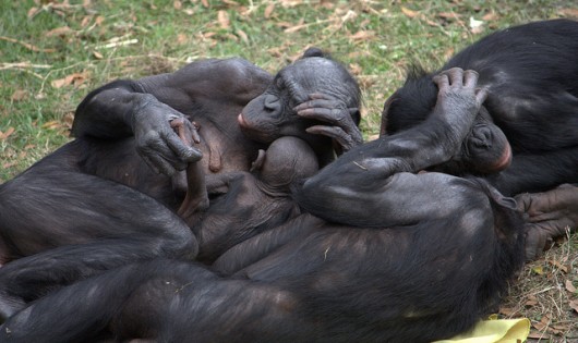 bonobo šimpanza