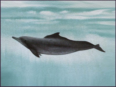 grbavi delfin
