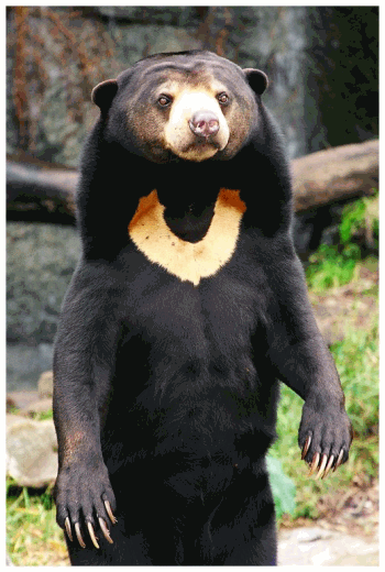 sunčani medved