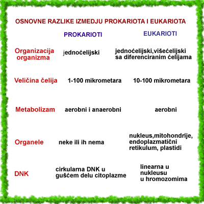 razlike između prokariota i eukariota