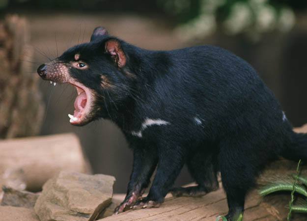 tasmanijski đavo
