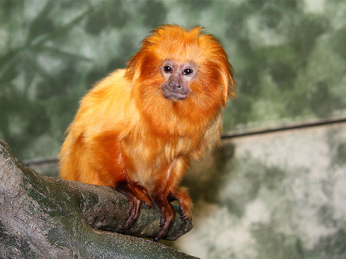 zlatni lavlji tamarin